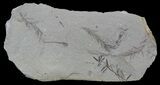 Metasequoia (Dawn Redwood) Fossils - Montana #56877-1